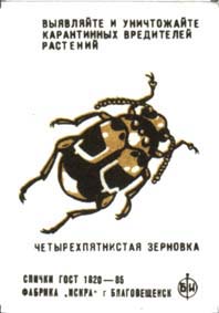Callosobruchus maculatus