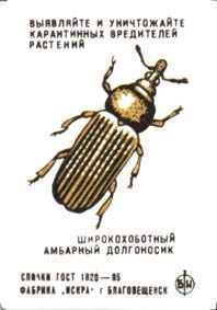 Caulophilus latinasus