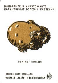 Potato cancer