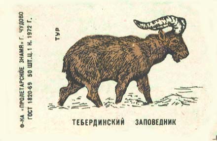 Caucasian goat