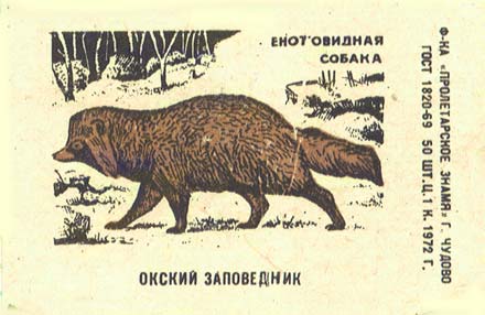 Racoon-looking dog