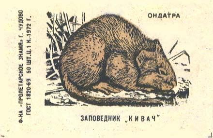Musk-rat