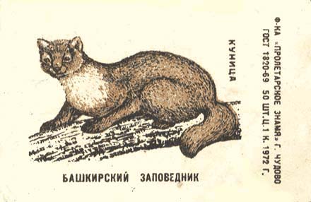 Marten