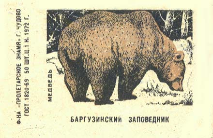 Bear