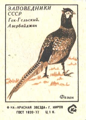 Pheasant