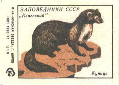 Marten