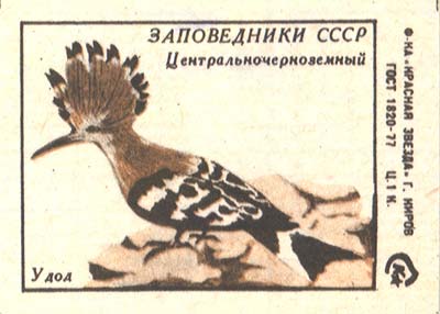 Hoopoe