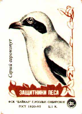 Grey shrike