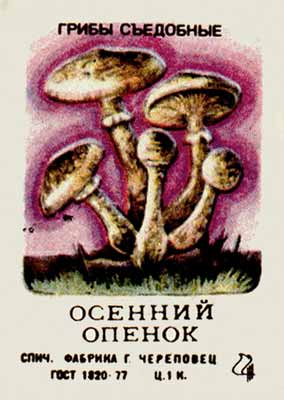 Autumn honey agaric