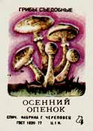 Autumn honey agaric