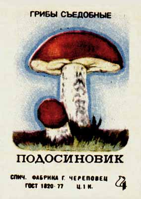 Orange-cap boletus