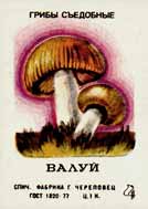 Brown-cap agaric