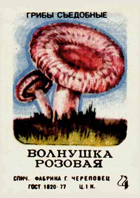 Rosy milk mushroom