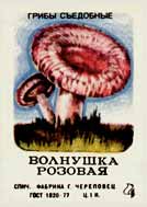 Rosy milk mushroom