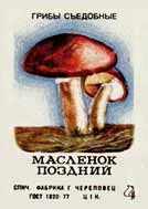 Boletus luteus