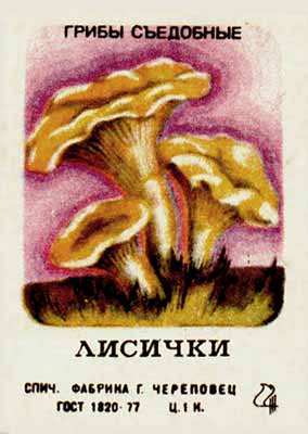 Chanterelles