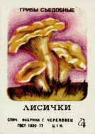 Chanterelles