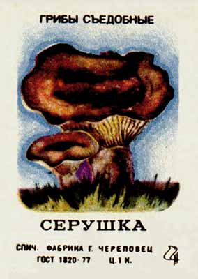 Gray russula
