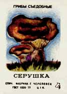 Gray russula