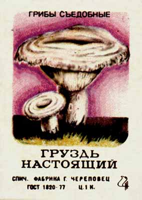 True milk mushroom