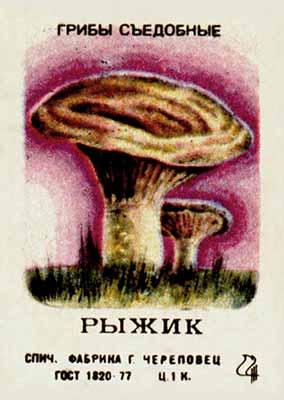 Saffron milk cap