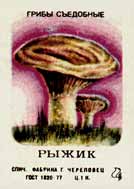 Saffron milk cap