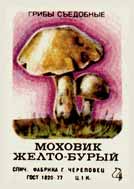 Mossiness mushroom