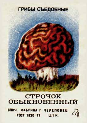Giant morel