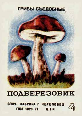 Brown cap boletus