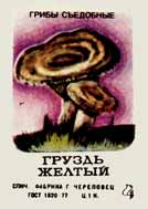 Yellow milk mushroom