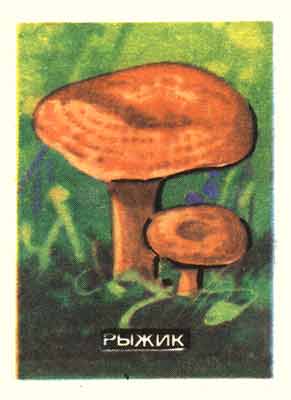 Saffron milk cap