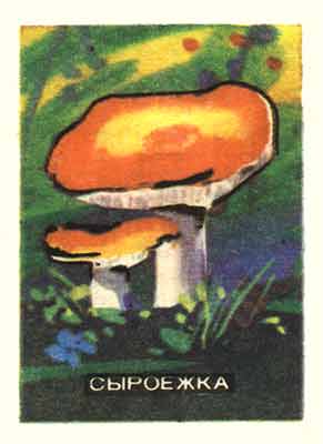 True russula