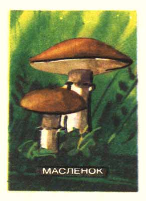 Boletus luteus