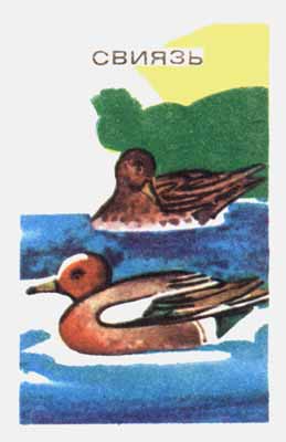 Wigeon