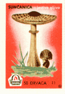 Sunčanica