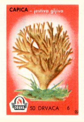 Noodle-like mushroom